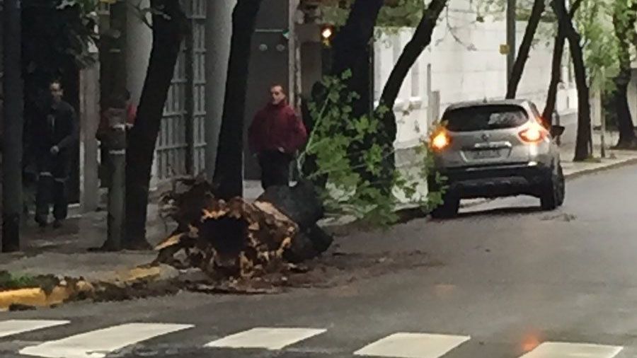 Arbol caido en Palermo