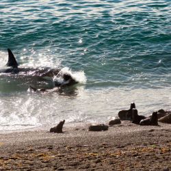 Orcas Península Valdés