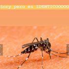 1610_Paula_Chaves_2