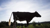 Canada's Dairy Farmers Could Be Trudeau's Nafta Bargaining Chip 