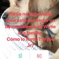 marley-ok-43779182-604662746615414-4256507793656530620-n-1