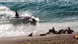 Orcas Península Valdés