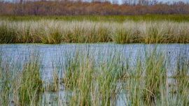 Parque-Nacional-Ciervo-de-los-Pantanos