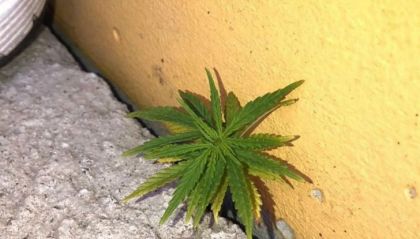 marihuana penarol uruguay_20181017