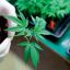 cannabis-6