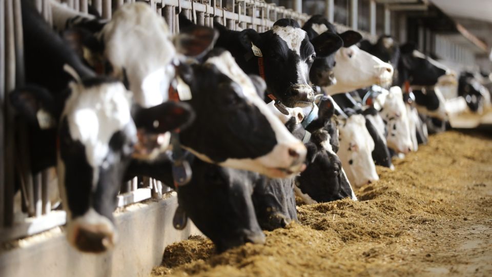 Cars, Cows and a Crisis Averted: Highlights of a New Nafta Deal