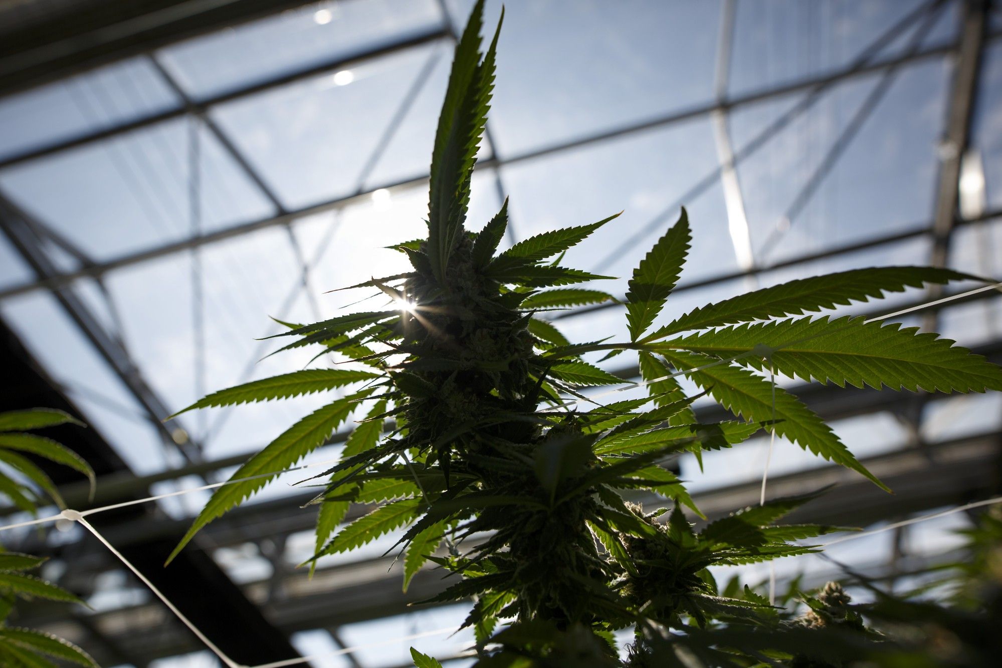 A flowering cannabis plant grows in a greenhouse