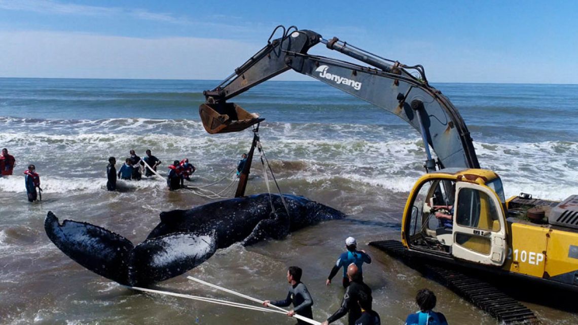 In this September 30, 2018 handout photo released by Mundo Marino Foundation, rescuers workers use a crane to save a stranded humpback whale in Mar del Tuyu, Argentina. The cetacean returned to the sea Monday after the successful rescue operation that lasted 28 hours.