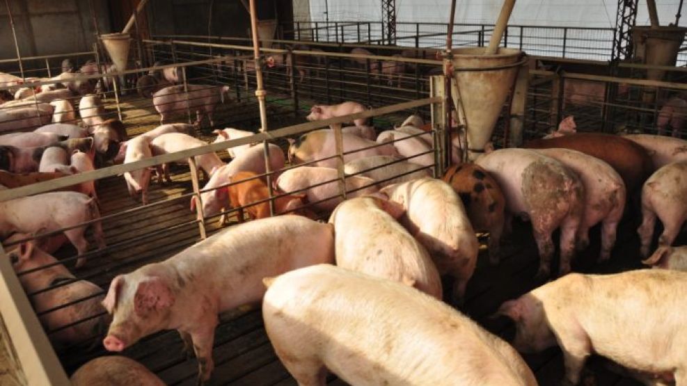 PRODUCCIÓN Y SUBA. En promedio, hoy le cuesta al productor de cerdos casi 44 pesos por kilo.