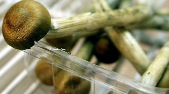 hongos magicos bloomberg