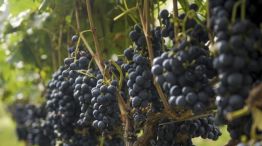 Los principales mercados de productos vitivinícolas nacionales son: EEUU, Unión Europea, Canadá, Brasil y China.