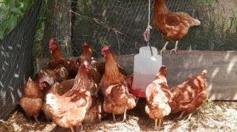 Se celebra el progreso logrado alrededor del mundo hacia prácticas de mayor bienestar animal en la industria del huevo.