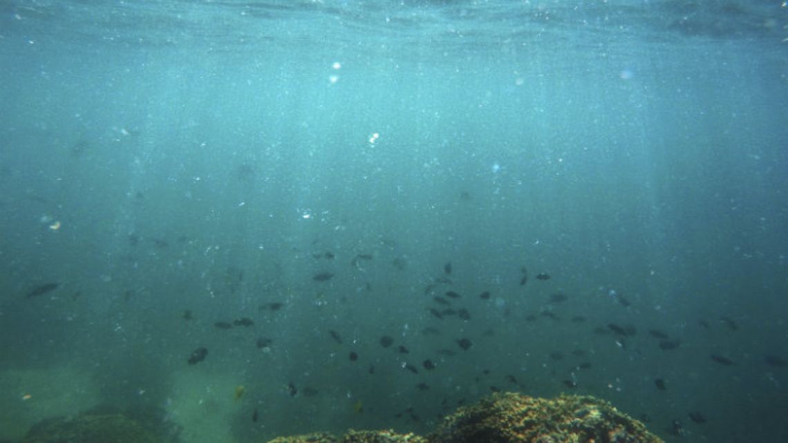 Fish swim over a patch of bleached coral in Hawaii’s Kaneohe Bay off the island of Oahu. Warmer water is causing mass global bleaching events to Earth’s fragile coral reefs, a UN report warns.