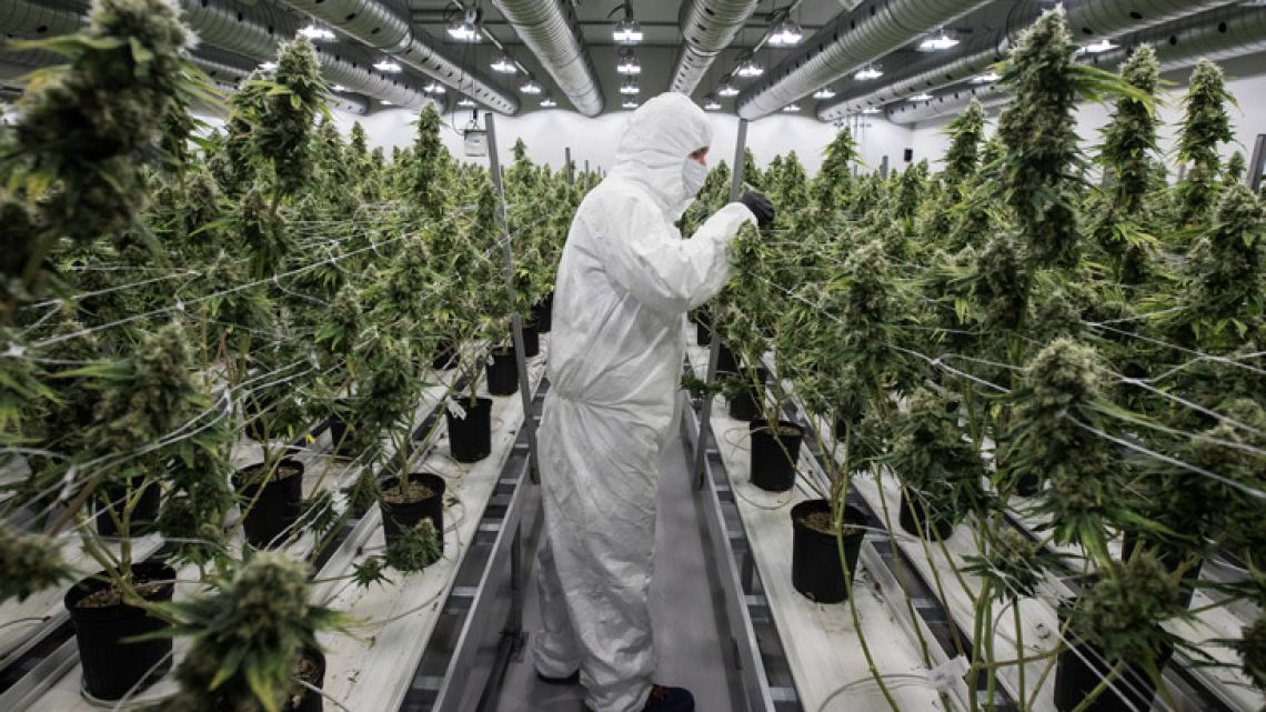 An employee with medicinal marijuana plants in the flowering room at Tweed INC. in Smith Falls, Ontario. 