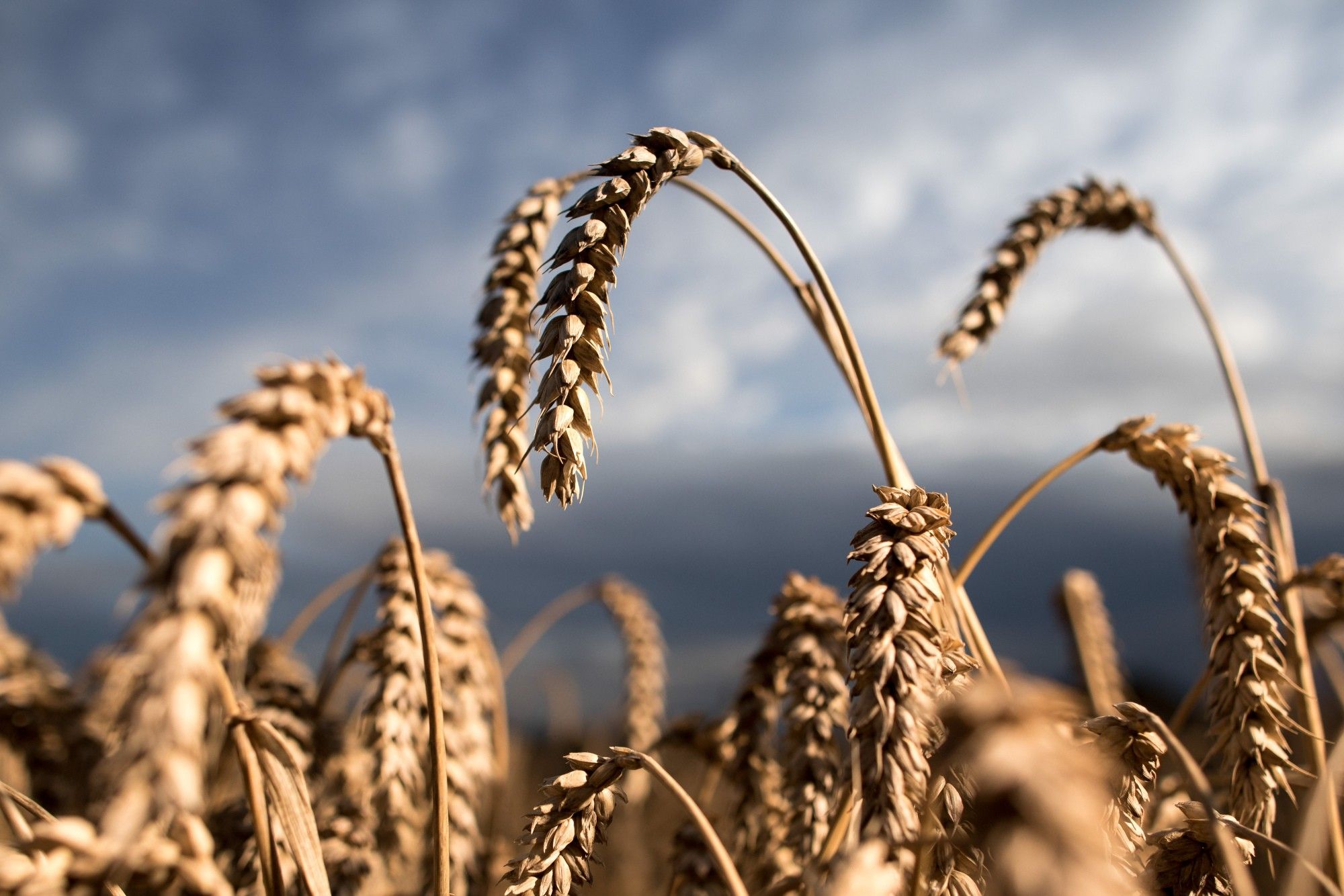 Wheat Harvest As Rain Warnings Risk Quality