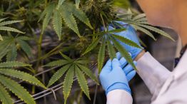 El potencial mercado de cannabis de Estados Unidos enfrenta "obstáculos difíciles"