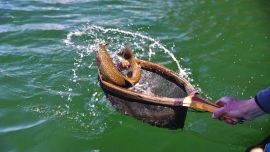 Detalle de los ámbitos patagónicos en los que está permitida la pesca de truchas.