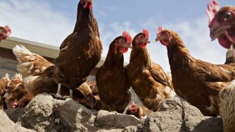 Industria de las gallinas.