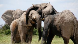 informe planeta vivo wwf