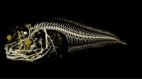 Descubren tres nuevas especies de peces fantasmales