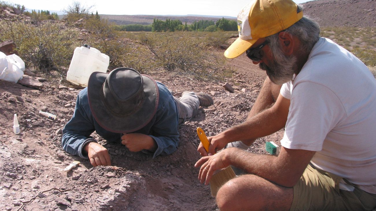 Un equipo de paleontólogos españoles y argentinos hallaron los restos de tres ejemplares de una nueva especie de dinosaurio con una antigüedad de 110 millones de años.