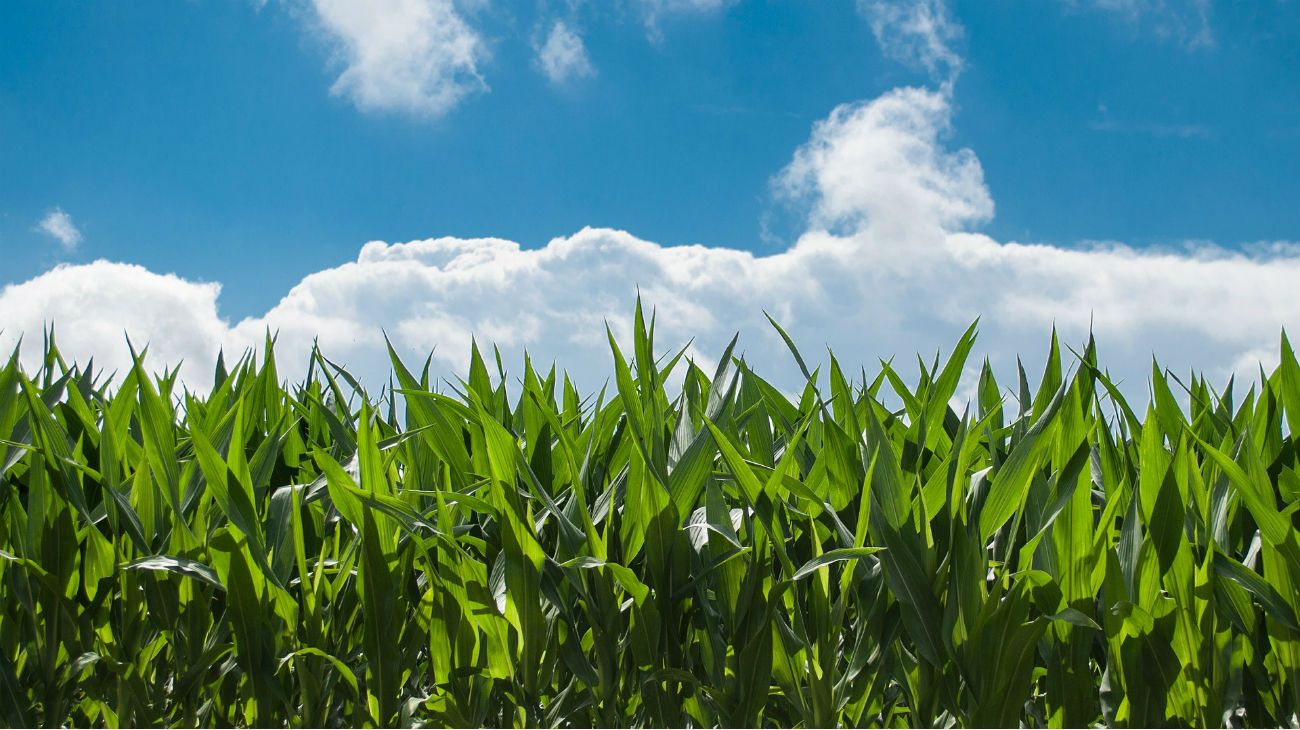 El cultivo de maíz en China disminuiría. 