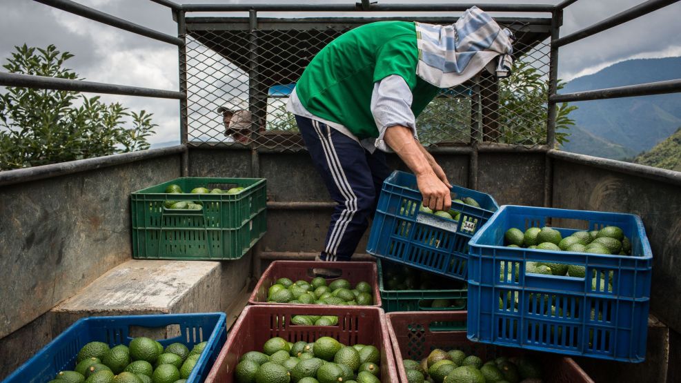 Avocado Farming And Harvest As Colombia Releases Trade Balance Figures