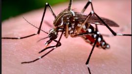 El Programa Mundial de Mosquitos (WPM por sus siglas en inglés) desarrolló un novedoso método que no daña el medio ambiente.