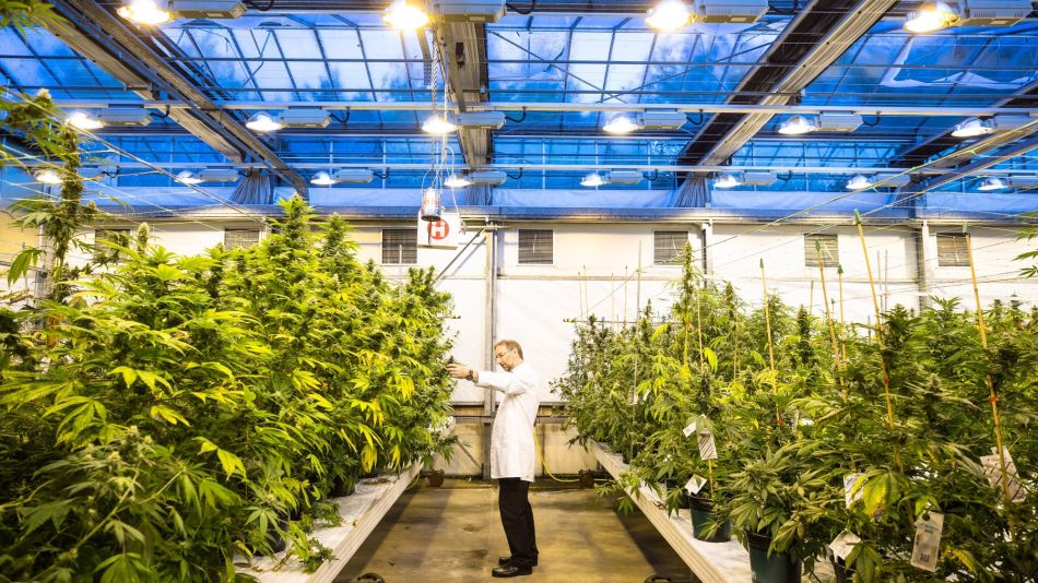America's First Cannabis-Based Medicine Is Made in England