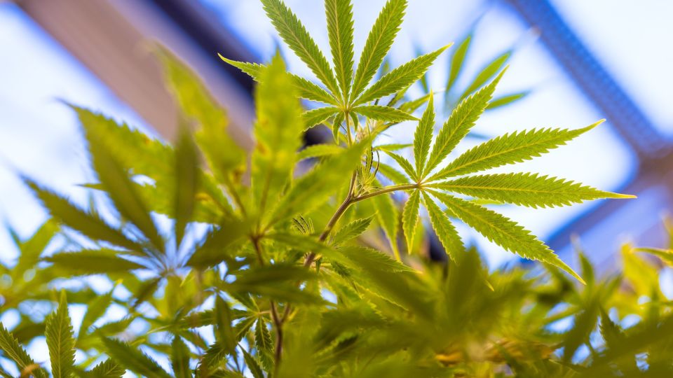 America's First Cannabis-Based Medicine Is Made in England