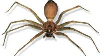 Razones para no matar a las arañas de tu casa