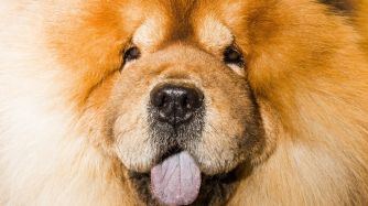 Inside The Westminster Kennel Club Dog Show