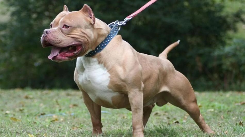 Pitbull Córdoba