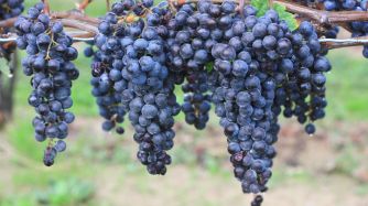 Circuito del Vino