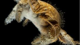 Los investigadores que hallaron recientemente a esta extraña criatura dijeron en broma que su pecho peludo les recordaba a David Hasselhoff. Habita los océanos Austral e Índico.