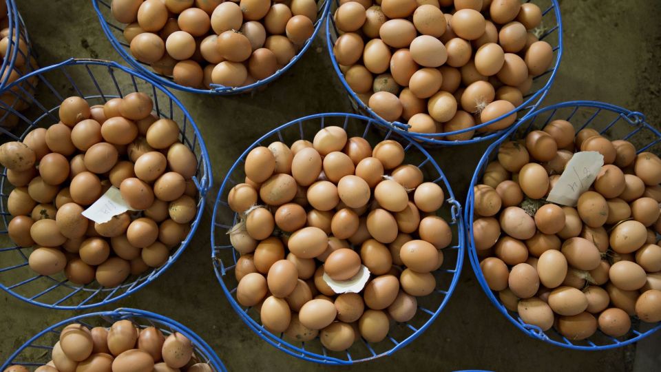 Egg Production At Organic Illinois Poultry Farm