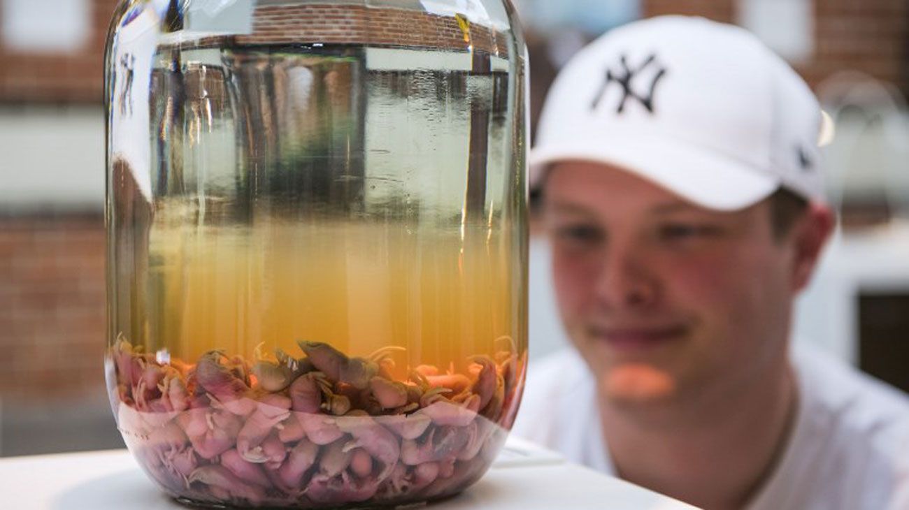 Un visitante reacciona cuando observa el "Vino de ratón" de China presentado en el Museo de comida repugnante el 7 de noviembre de 2018 en Malmo, Suecia.