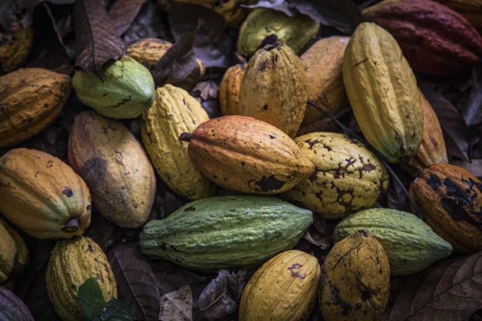 Nestle, Cargill Again Face Suit by Ex-Slaves in Cocoa Fields (3)