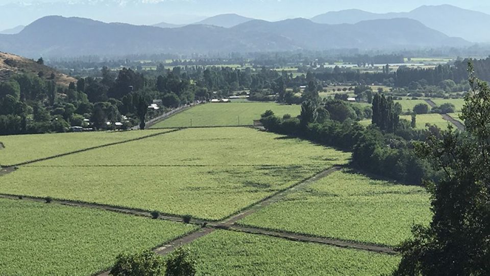 Impactante. Los viñedos de Vik Chile, un destino exclusivo del otro lado de la Cordillera.
