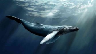 Ballena con plástico en el estómago