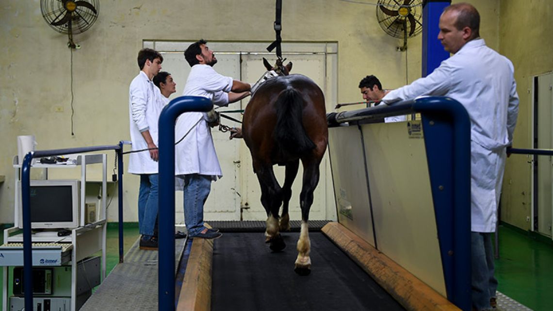 Researchers of the Genetics Veterinary Institute (IGEVET) do tests on a polo horse at La Plata University in La Plata.