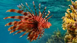 Concurso para cazar al pez león en Aruba por la depredación que produce en sus costas.