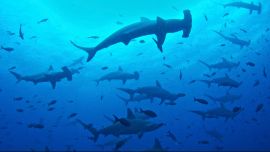 Con su apariencia única, se encuentran entre las especies más icónicas del archipiélago pero corren cada vez más peligro.