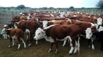 Se podrán exportar machos y hembras desde la zona libre de fiebre aftosa sin vacunación de la Argentina.