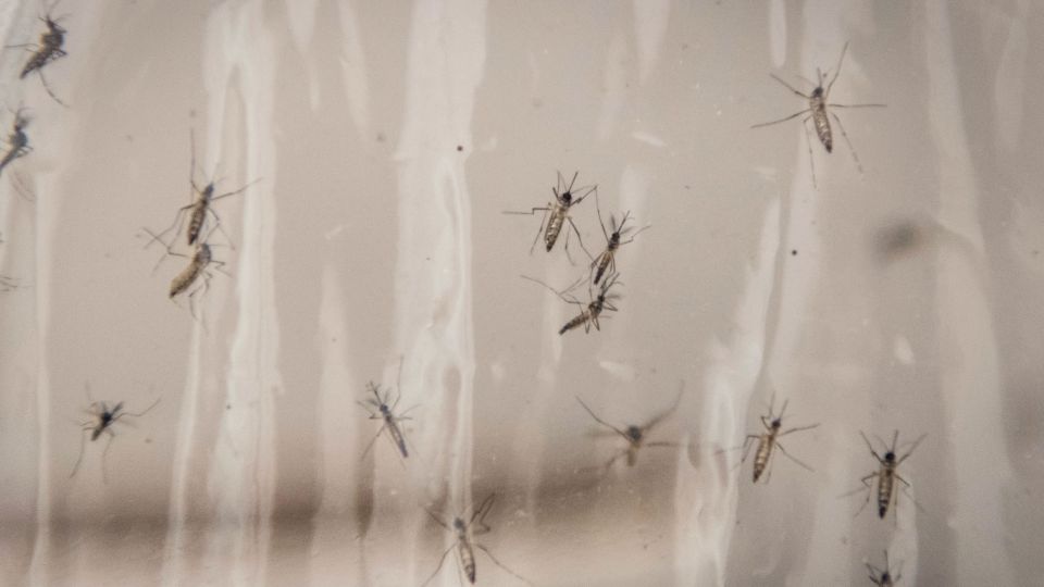Google-mosquitos-3
