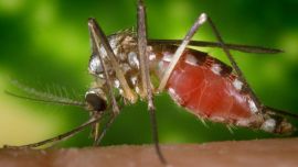 Una investigación en una universidad estadounidense explica por qué aumenta su sed de sangre.