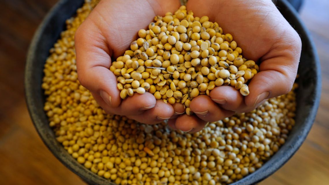 A handful of soybeans 