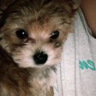 Oscar_Bieber (6)