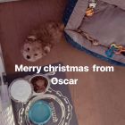 Oscar_Bieber