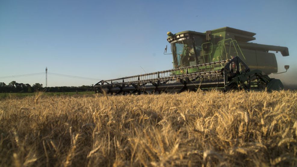 CAMPAÑA. Estiman una cosecha de trigo 19 de millones de toneladas.
